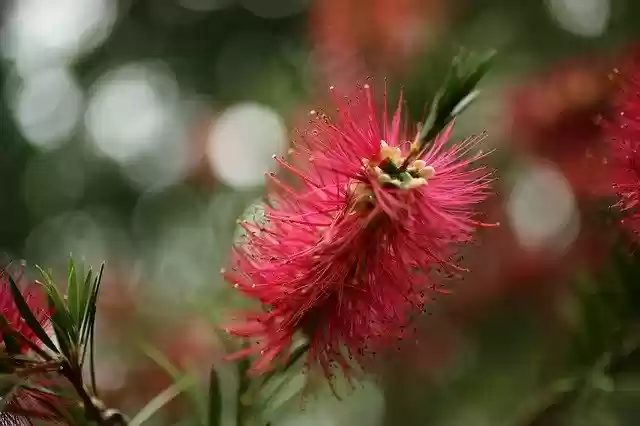 Free download Flower Bokeh Plants -  free photo or picture to be edited with GIMP online image editor
