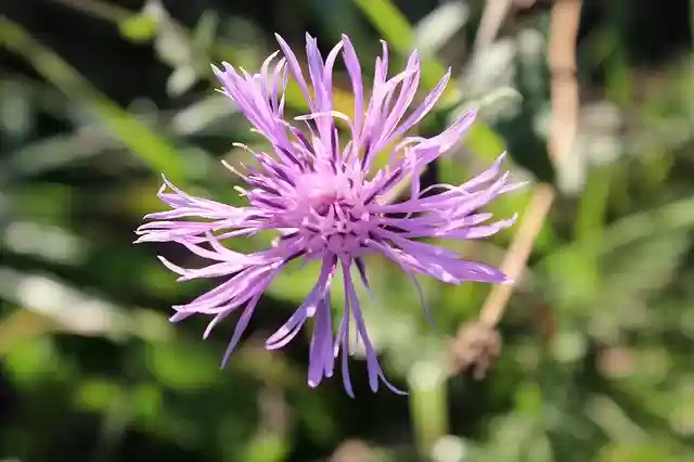 Free download Flower Botany Prato -  free photo or picture to be edited with GIMP online image editor