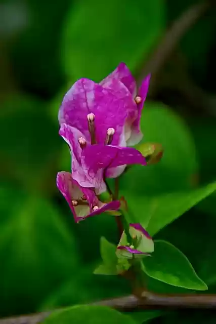 Free download flower bougainvillea blossom bloom free picture to be edited with GIMP free online image editor