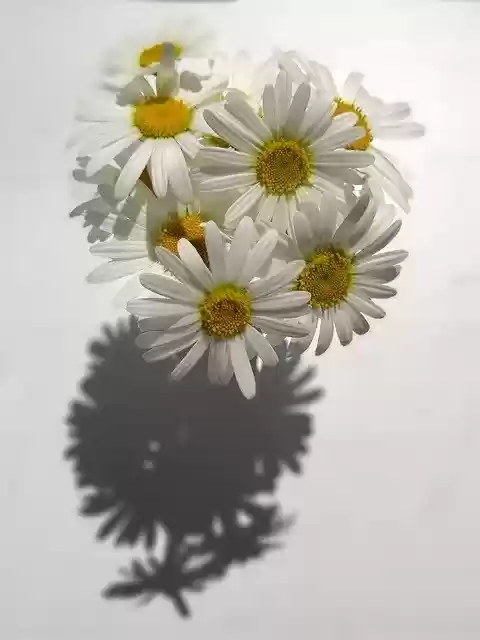 Ücretsiz indir Marguerite Çiçek Buketi - GIMP ücretsiz çevrimiçi resim düzenleyici ile düzenlenecek ücretsiz illüstrasyon