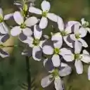 Flower Branch and Four Petal Flowers  screen for extension Chrome web store in OffiDocs Chromium