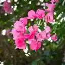 Flower Branches Swinging in the Wind  screen for extension Chrome web store in OffiDocs Chromium