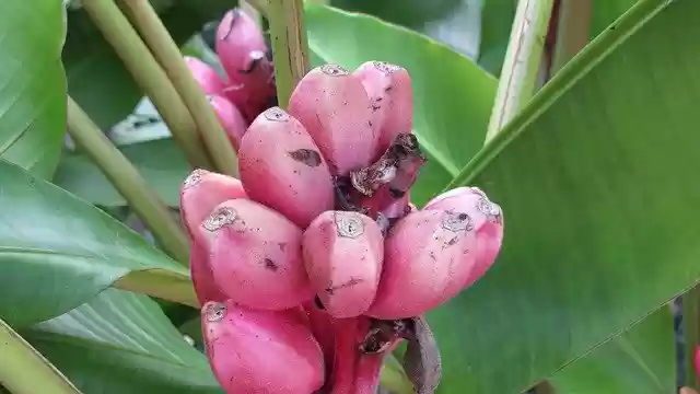 Free download Flower Bud Fruit -  free photo or picture to be edited with GIMP online image editor