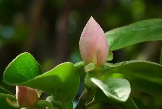 Free download flower bud growth quince tree free picture to be edited with GIMP free online image editor
