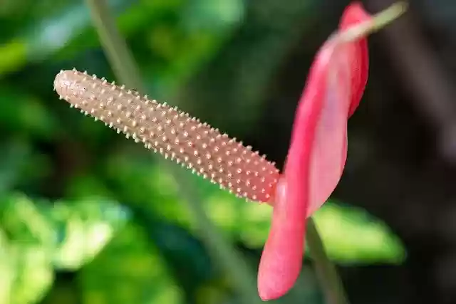Free download Flower Buds Petals -  free free photo or picture to be edited with GIMP online image editor