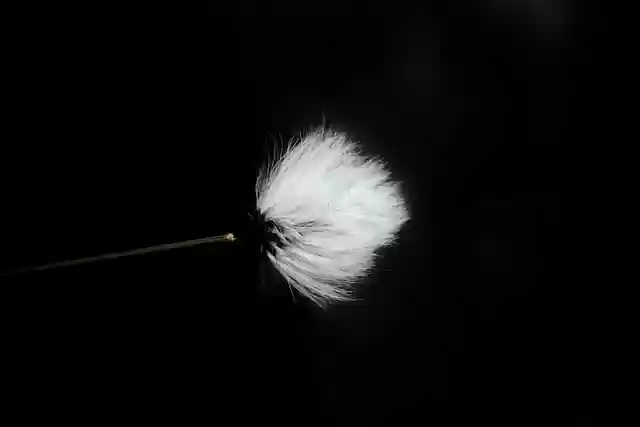 Free download flower bud stamen flora botany free picture to be edited with GIMP free online image editor