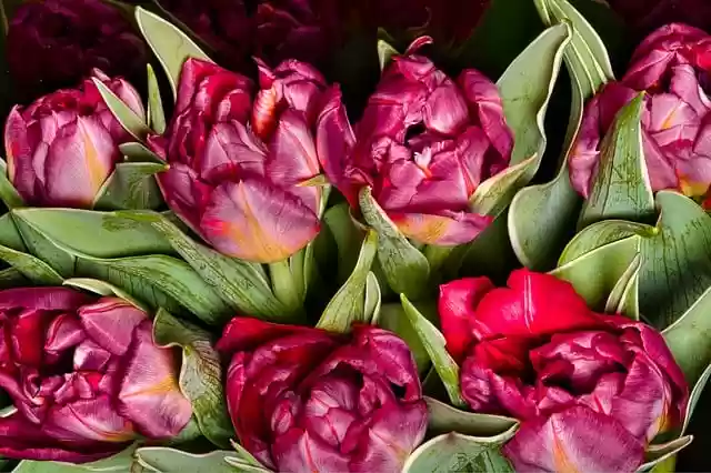 Free download flower bunch of flowers free picture to be edited with GIMP free online image editor