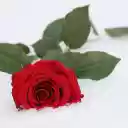 Flower buried in snow  screen for extension Chrome web store in OffiDocs Chromium