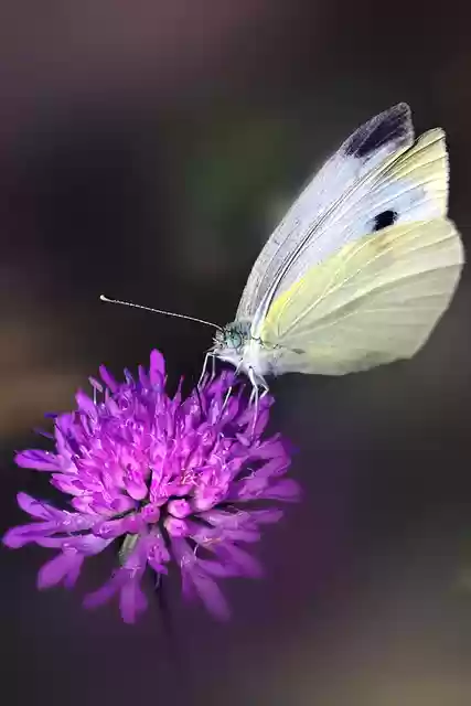 Free download flower butterfly pollination free picture to be edited with GIMP free online image editor