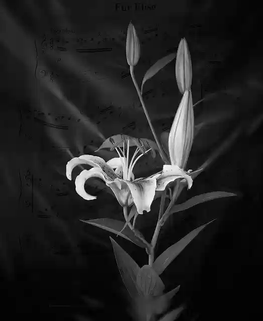 Free download flower b w black nature floral free picture to be edited with GIMP free online image editor