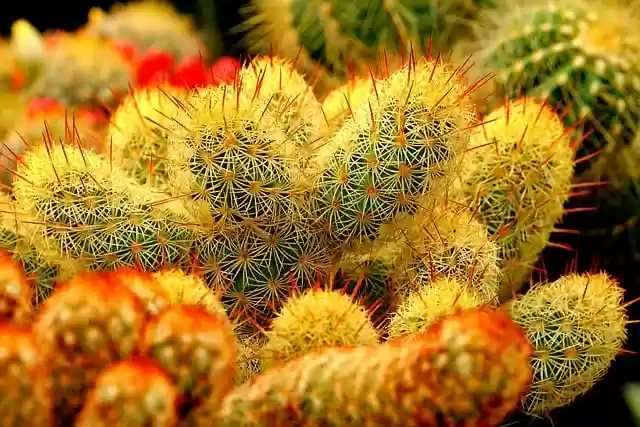 Free download flower cactus succulent thorn free picture to be edited with GIMP free online image editor