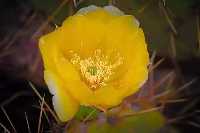 Free download Flower Cactus Thorns -  free photo or picture to be edited with GIMP online image editor