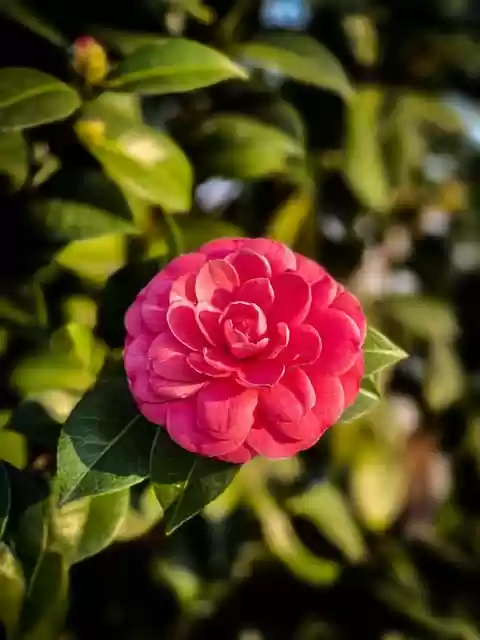 Free download flower camellia petals bush garden free picture to be edited with GIMP free online image editor