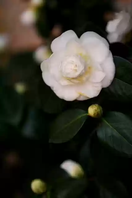 Free download flower camellia spring white flower free picture to be edited with GIMP free online image editor