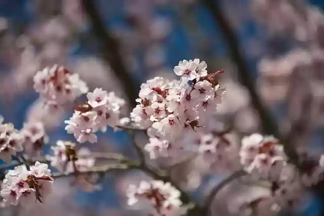 Free download flower cherry blossom bloom blossom free picture to be edited with GIMP free online image editor