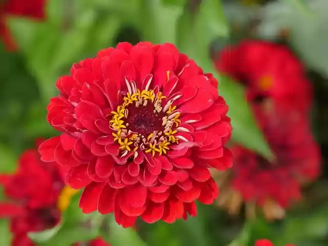 Free download Flower Close Up Nature -  free photo or picture to be edited with GIMP online image editor