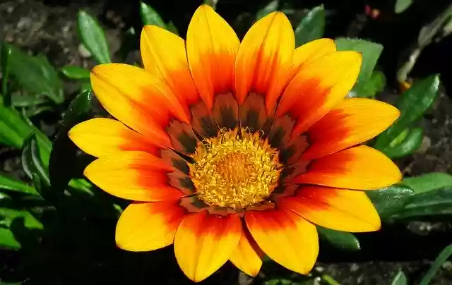 Free download Flower Colored Nature -  free photo or picture to be edited with GIMP online image editor