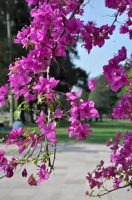 ดาวน์โหลดเทมเพลตรูปภาพฟรี Flower Color Flowers เพื่อแก้ไขด้วยโปรแกรมแก้ไขรูปภาพออนไลน์ GIMP