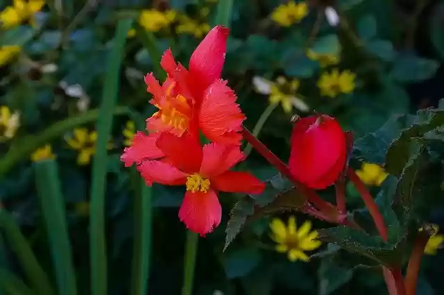Free download Flower Color Red -  free photo or picture to be edited with GIMP online image editor