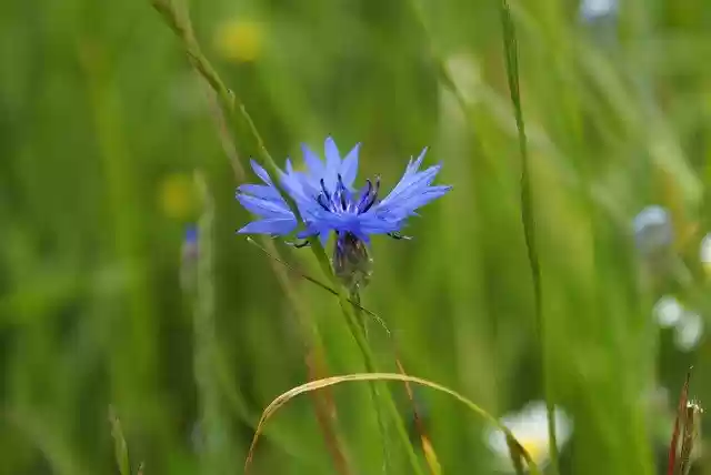 Free download Flower Cornflower Plant -  free photo or picture to be edited with GIMP online image editor
