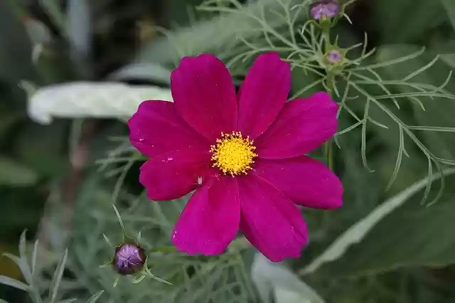 Free download Flower Cosmos Cosmea -  free photo or picture to be edited with GIMP online image editor