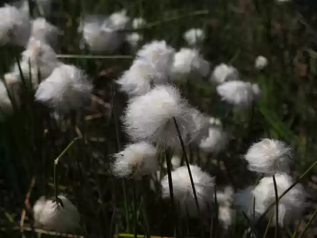Free download Flower Cotton Mountain -  free photo or picture to be edited with GIMP online image editor