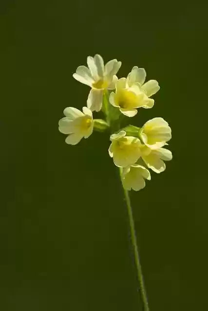 Free download flower cowslip pointed flower free picture to be edited with GIMP free online image editor
