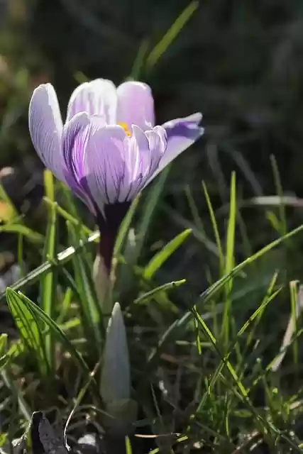 Free download flower crocus botany bloom blossom free picture to be edited with GIMP free online image editor