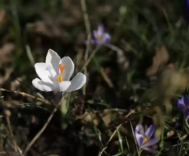 Tải xuống miễn phí hình ảnh hoa crocus meadow nở hoa nở miễn phí được chỉnh sửa bằng trình chỉnh sửa hình ảnh trực tuyến miễn phí GIMP