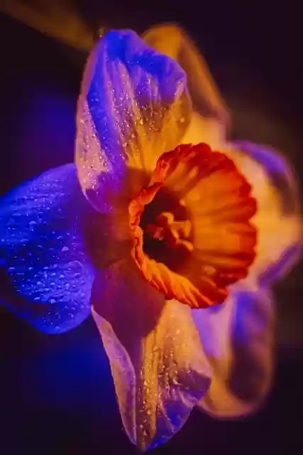 Free download flower daffodil drops spring dew free picture to be edited with GIMP free online image editor