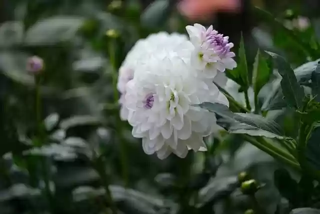 Free download flower dahlia bloom blossom botany free picture to be edited with GIMP free online image editor