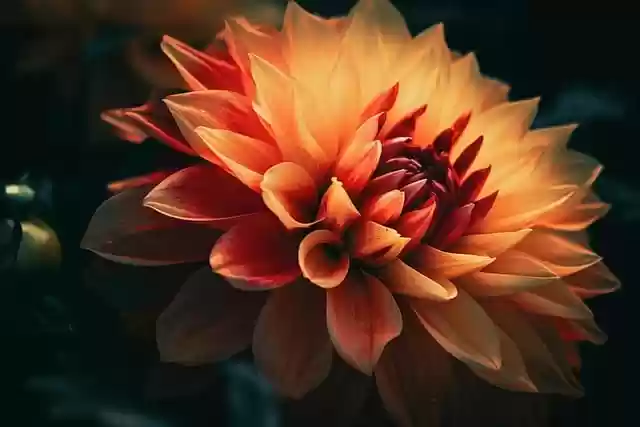 Free download flower dahlia orange flower free picture to be edited with GIMP free online image editor