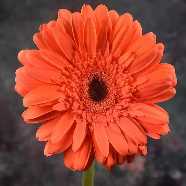 Free download flower daisy gerbera petals plant free picture to be edited with GIMP free online image editor