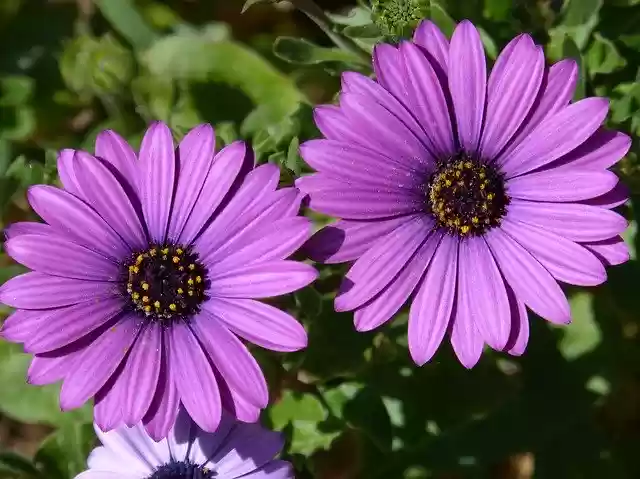 Unduh gratis Flower Daisy Lilac - foto atau gambar gratis untuk diedit dengan editor gambar online GIMP