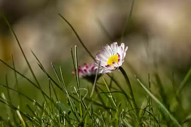 Free download flower daisy meadow summer nature free picture to be edited with GIMP free online image editor