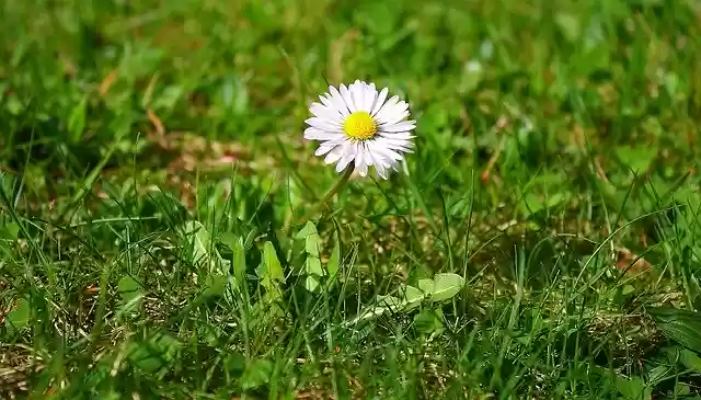 Descărcați gratuit șablonul foto gratuit Flower Daisy Nature pentru a fi editat cu editorul de imagini online GIMP