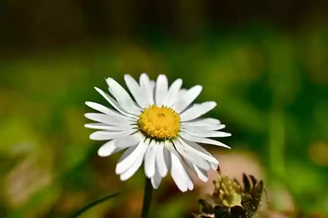 Free download Flower Daisy Petals -  free photo or picture to be edited with GIMP online image editor