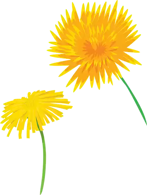 無料ダウンロード 花 タンポポ 植物 - Pixabayの無料ベクター画像 GIMP で編集する無料のイラスト 無料のオンライン イメージ エディター