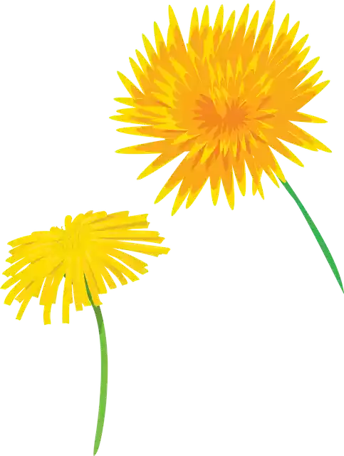 Free download Flower Dandelion Plants - Free vector graphic on Pixabay free illustration to be edited with GIMP free online image editor