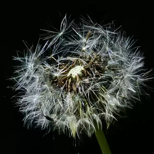 Free download Flower Dandelion Summer -  free photo or picture to be edited with GIMP online image editor