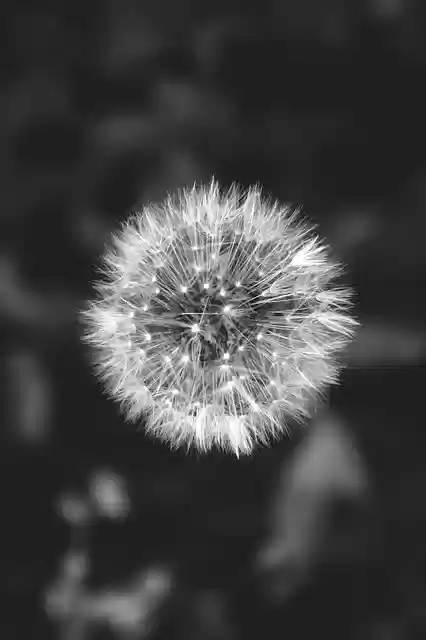Free download flower dandelion wildflower seeds free picture to be edited with GIMP free online image editor