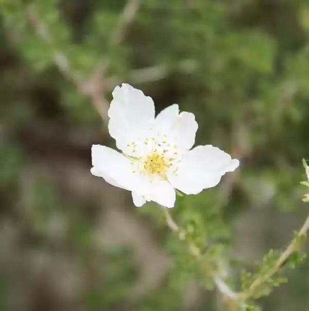 Free download Flower Delicate Petal -  free photo or picture to be edited with GIMP online image editor