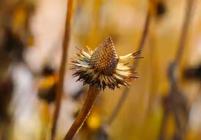 Free download flower dry autumn botany bloom free picture to be edited with GIMP free online image editor