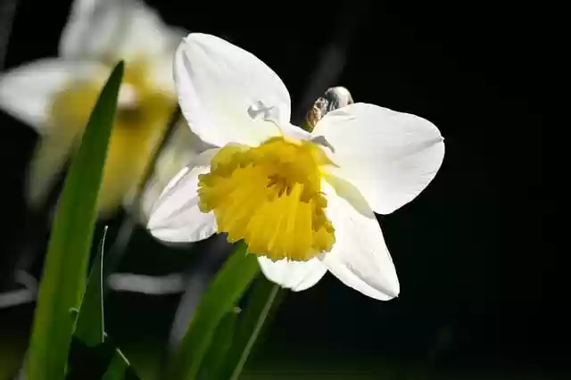 Free download flower easter bells daffodils free picture to be edited with GIMP free online image editor