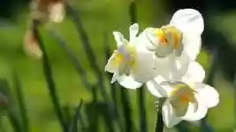 Free download Flower Easter Blossom -  free photo or picture to be edited with GIMP online image editor