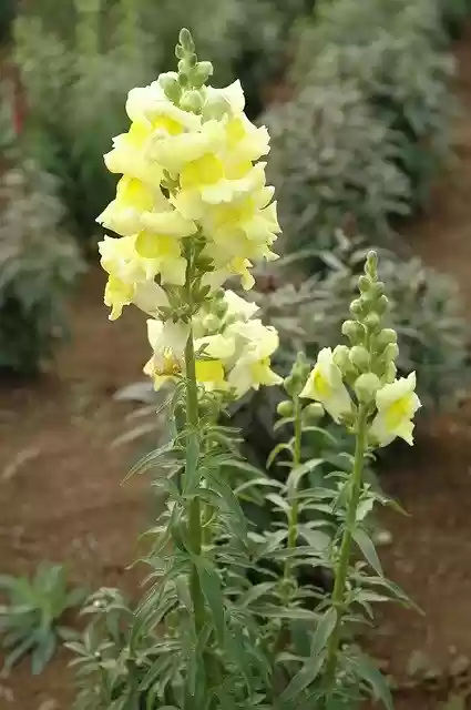 Free download Flower Ecology Plant -  free free photo or picture to be edited with GIMP online image editor