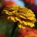 Flower field  screen for extension Chrome web store in OffiDocs Chromium