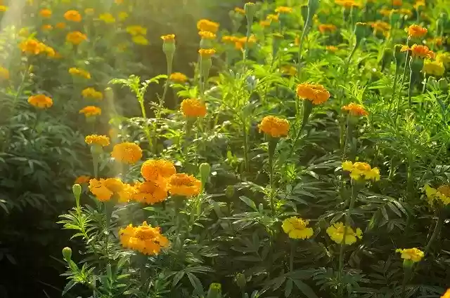 Free download Flower Field Nature -  free photo or picture to be edited with GIMP online image editor