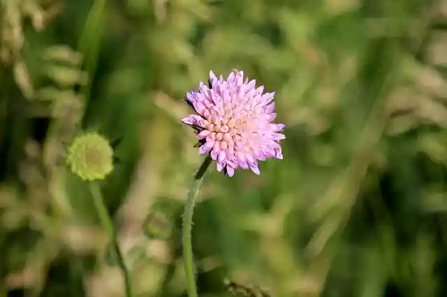 Free download Flower Field Pointed -  free photo or picture to be edited with GIMP online image editor