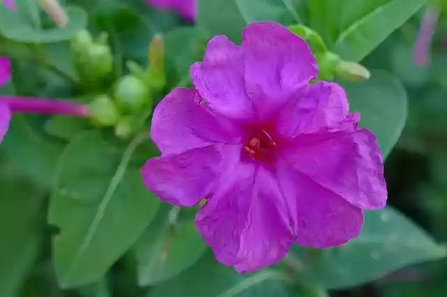Free download Flower Flora Purple -  free free photo or picture to be edited with GIMP online image editor